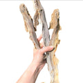 Dried Dogfish Sharks