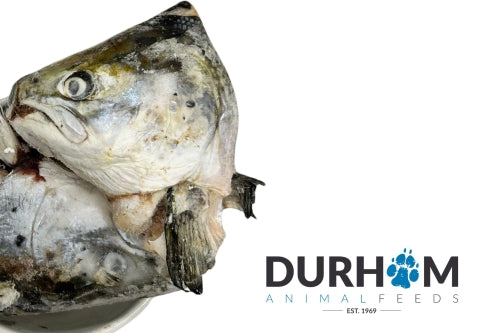 Salmon Heads - 3PCS